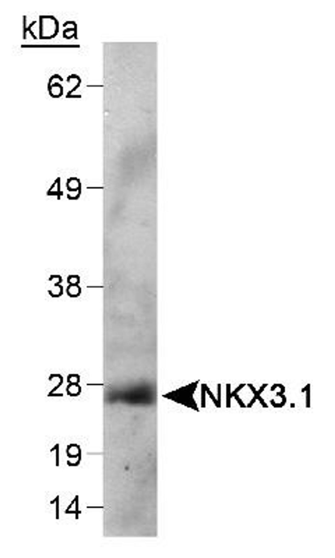 Western Blot: Nkx3.1 Antibody (0361) [NB100-1828] - Detection of NKX3.1 in mouse testis lysate using NB 100-1828. ECL detection 1 minute.