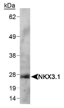 Western Blot: Nkx3.1 Antibody (0361) [NB100-1828] - Detection of NKX3.1 in mouse testis lysate using NB 100-1828. ECL detection 1 minute.