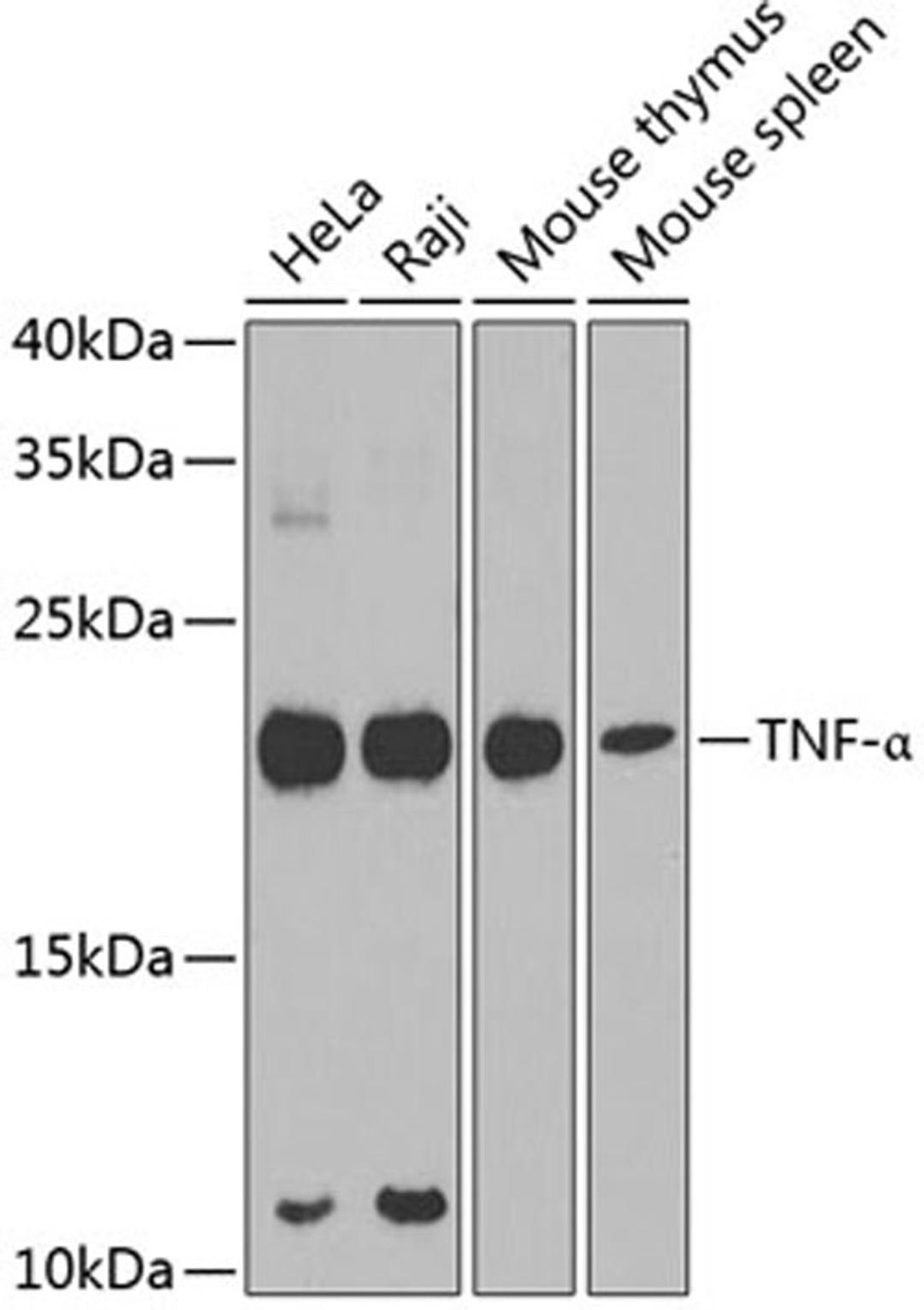 Western blot - TNF-a antibody (A11534)