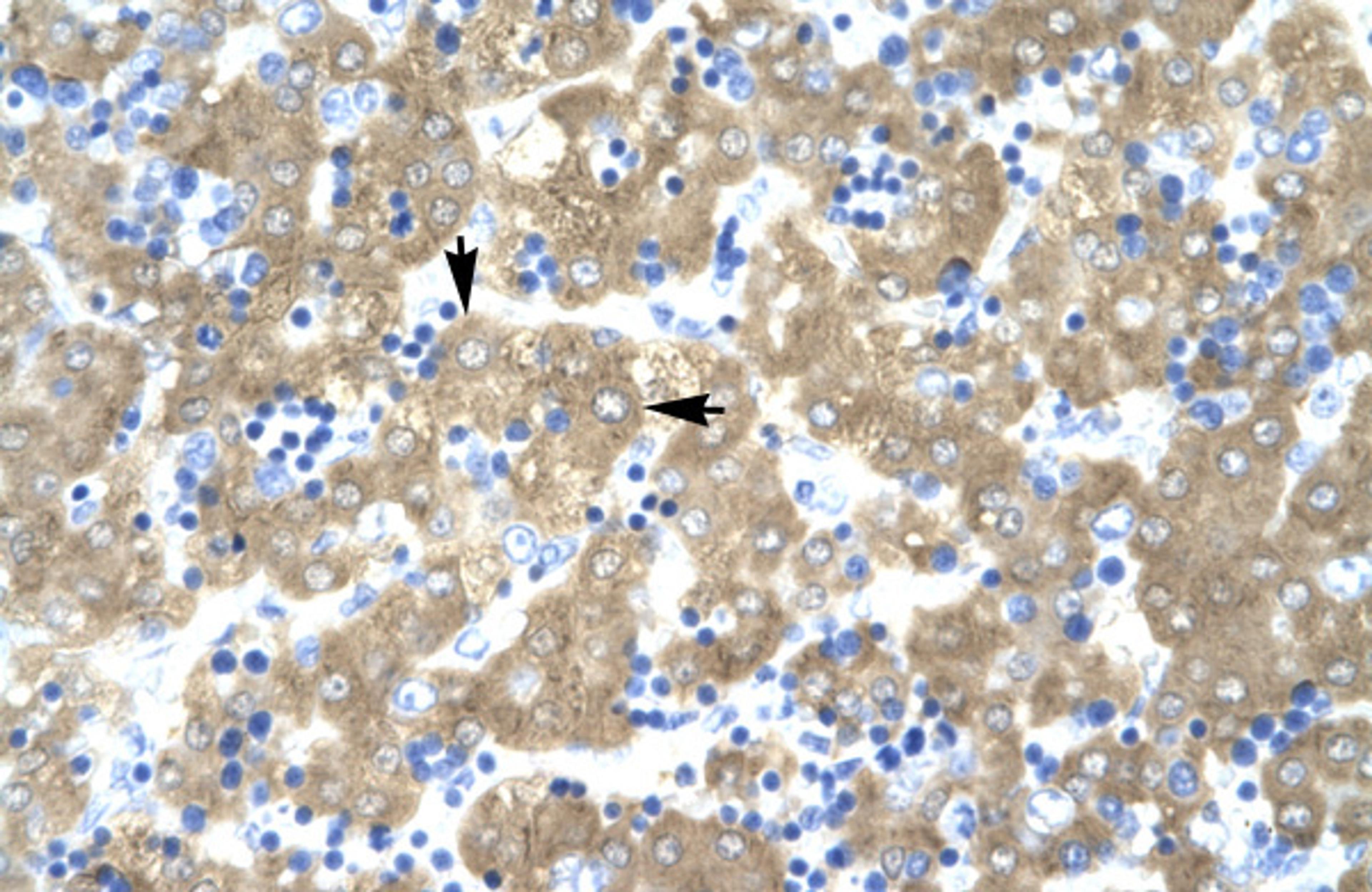 Antibody used in IHC on Human Liver.