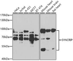 Western blot - SYNCRIP antibody (A7219)