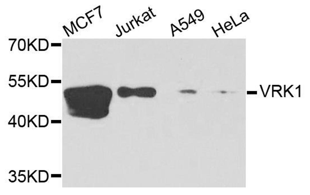 Western blot analysis of extracts of various cells using VRK1 antibody