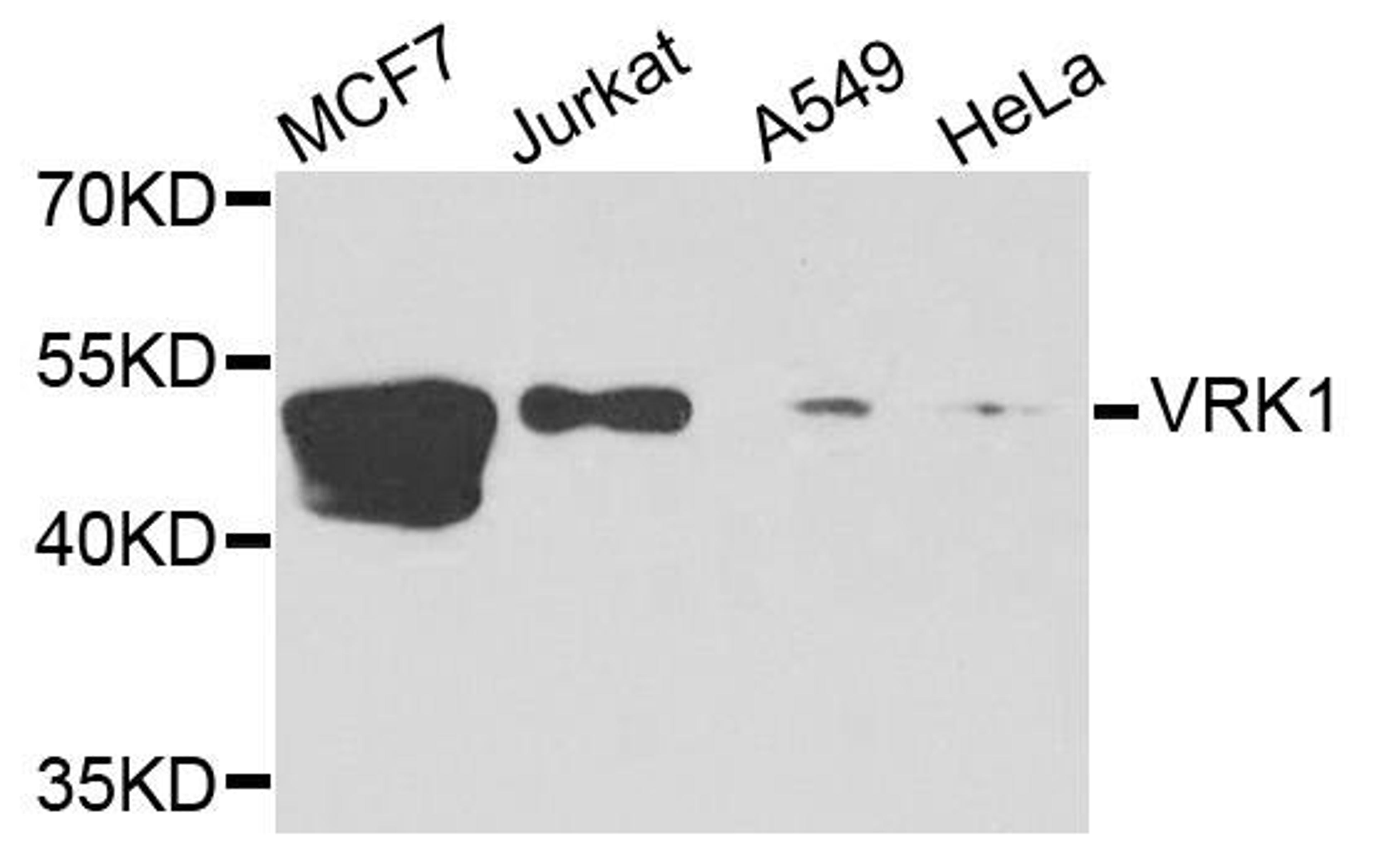 Western blot analysis of extracts of various cells using VRK1 antibody