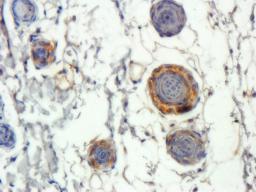 IHC-P staining of rat skin tissue using FOLR2 antibody (2.5 ug/ml)