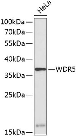 Western blot - WDR5 antibody (A13582)