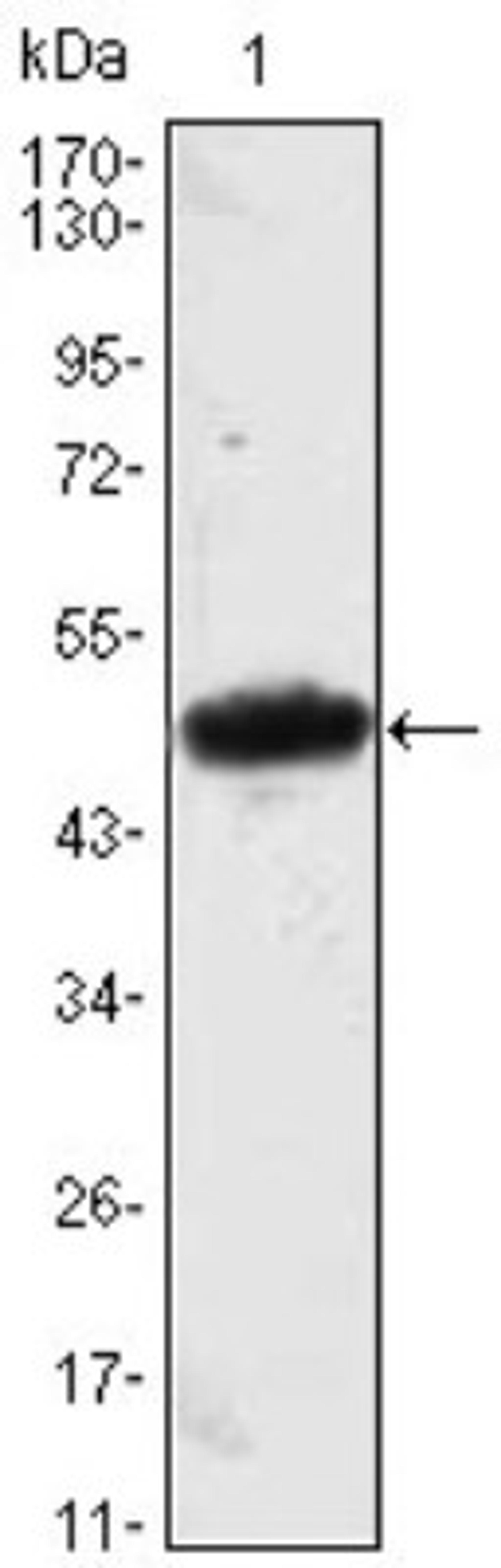 Western Blot: Mesp1 Antibody (1A3) [NBP1-51613] - Western blot analysis using MESP1 mAb against MESP1-hIgGFc transfected HEK293 cell lysate.