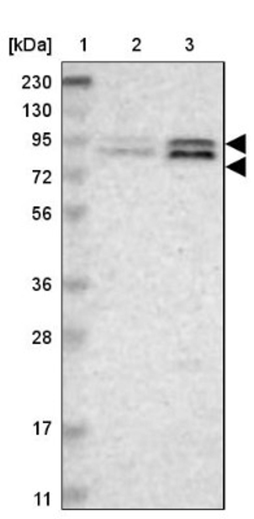 Western Blot: TAF5 Antibody [NBP1-86971] - Lane 1: Marker [kDa] 230, 130, 95, 72, 56, 36, 28, 17, 11<br/>Lane 2: Human cell line RT-4<br/>Lane 3: Human cell line U-251MG sp