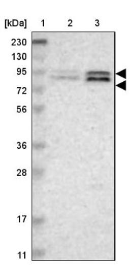 Western Blot: TAF5 Antibody [NBP1-86971] - Lane 1: Marker [kDa] 230, 130, 95, 72, 56, 36, 28, 17, 11<br/>Lane 2: Human cell line RT-4<br/>Lane 3: Human cell line U-251MG sp