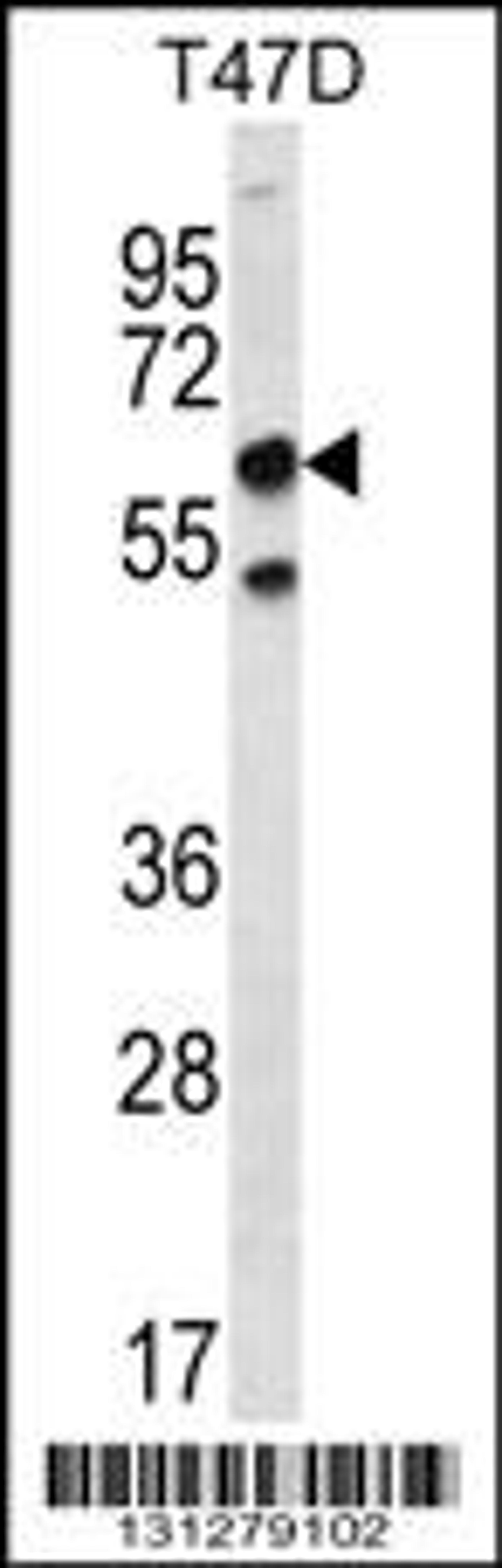 Western blot analysis in T47D cell line lysates (35ug/lane).