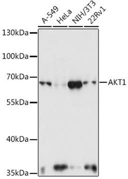 Western blot - AKT1 antibody (A11016)