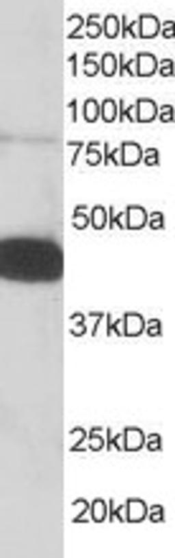 46-201 staining (0.05ug/ml) of Human PBMC lysate (RIPA buffer, 35ug total protein per lane). Primary incubated for 1 hour. Detected by western blot using chemiluminescence.