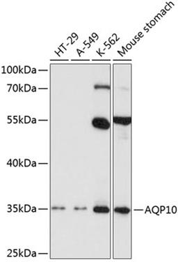 Western blot - AQP10 antibody (A2888)