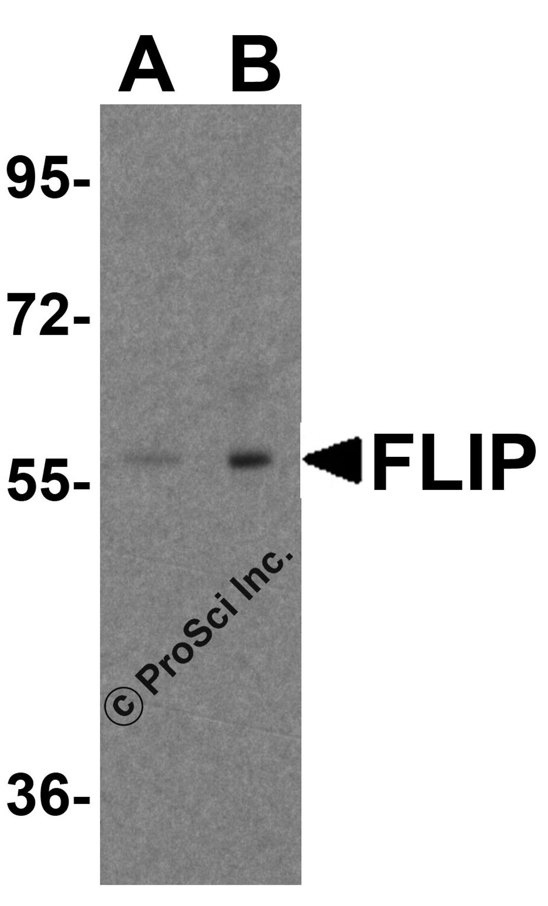 Western blot analysis of FLIP in K562 cell lysate with FLIP antibody at (A) 1 and (B) 2 μg/ml.