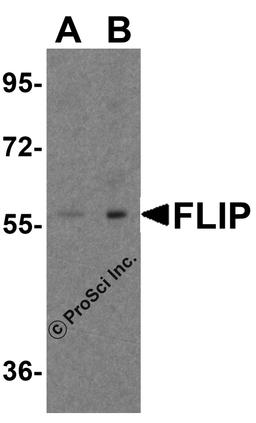 Western blot analysis of FLIP in K562 cell lysate with FLIP antibody at (A) 1 and (B) 2 μg/ml.