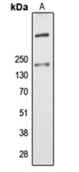 Western blot analysis of K562 (Lane 1) whole cell lysates using ALMS1 antibody