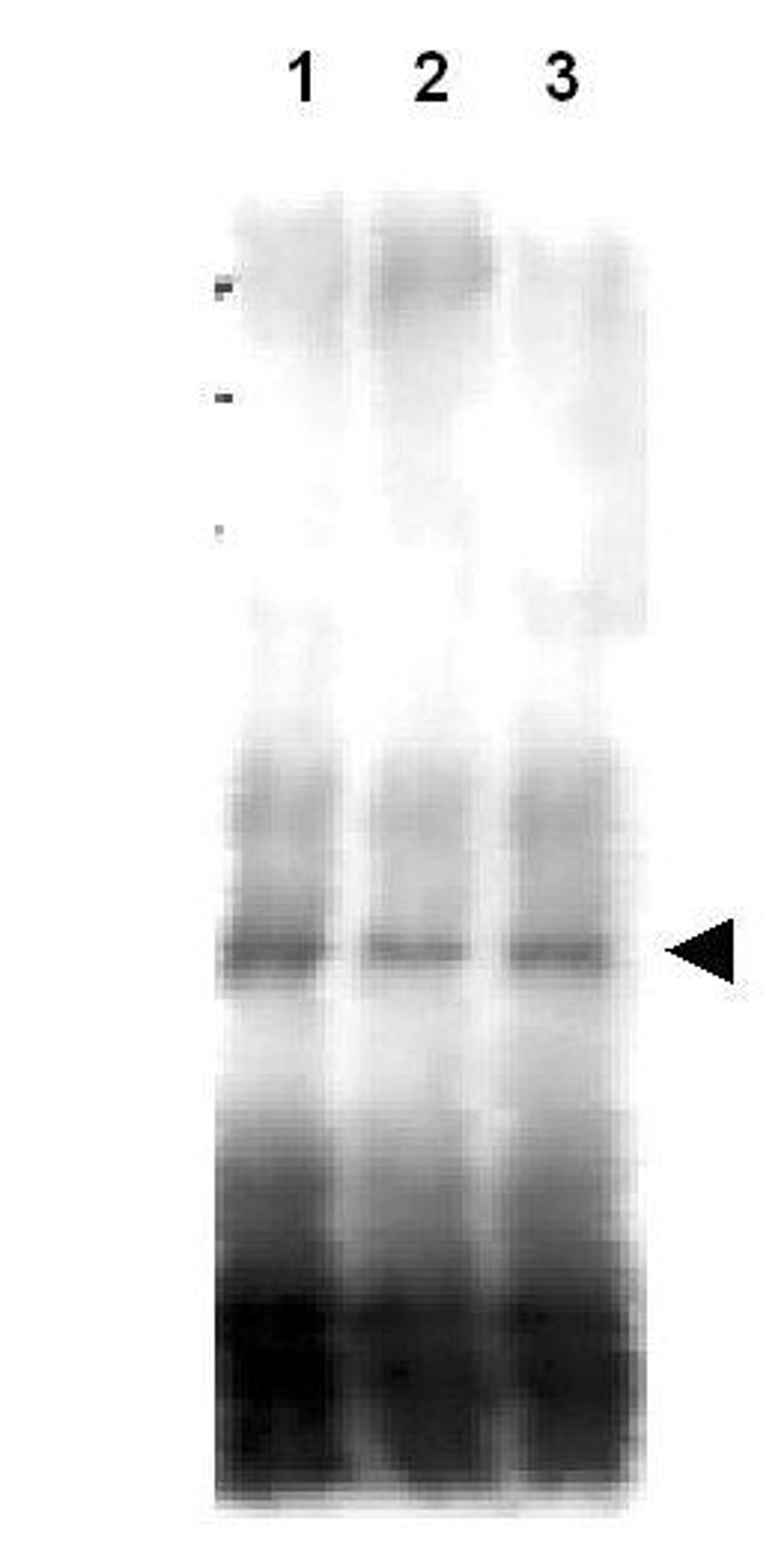 Western blot analysis of mutant cells Lane 1 contains Mer2-myc protein detected in wild type cells using Mer2 antibody