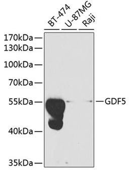 Western blot - GDF5 antibody (A1928)