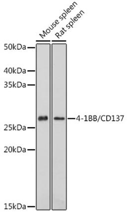 Western blot - 4-1BB/CD137 antibody (A2025)