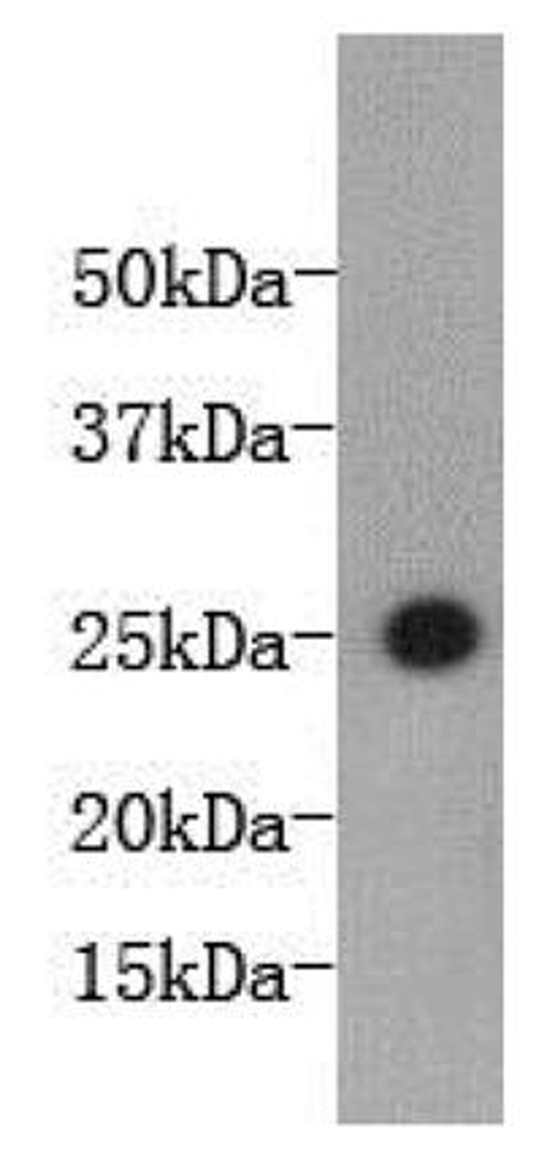 Western blot analysis of bioactive mouse IL-6 protein using Mouse anti Mouse IL6 antibody (HRP)