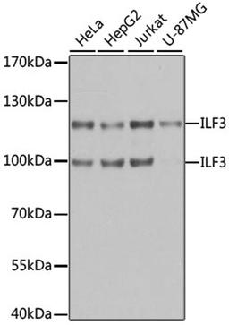 Western blot - ILF3 antibody (A2496)