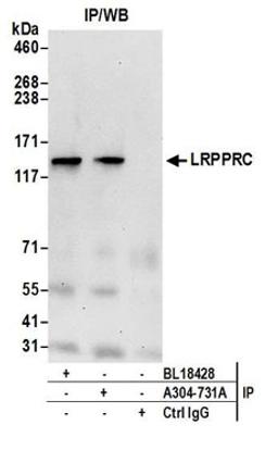 Detection of human LRPPRC by western blot of immunoprecipitates.