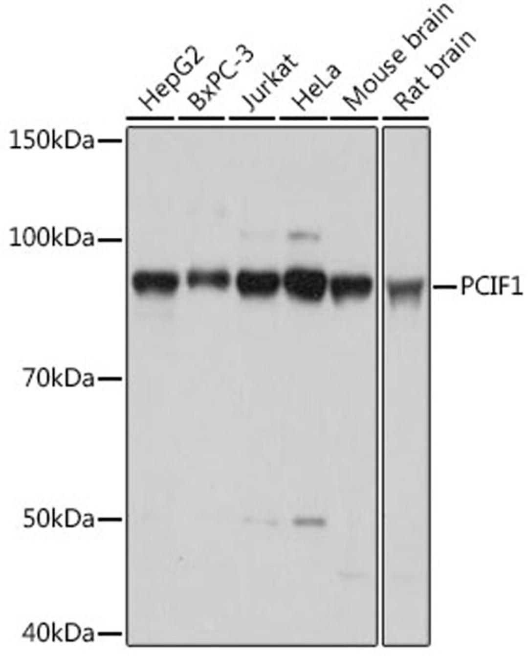 Western blot - PCIF1 antibody (A18347)