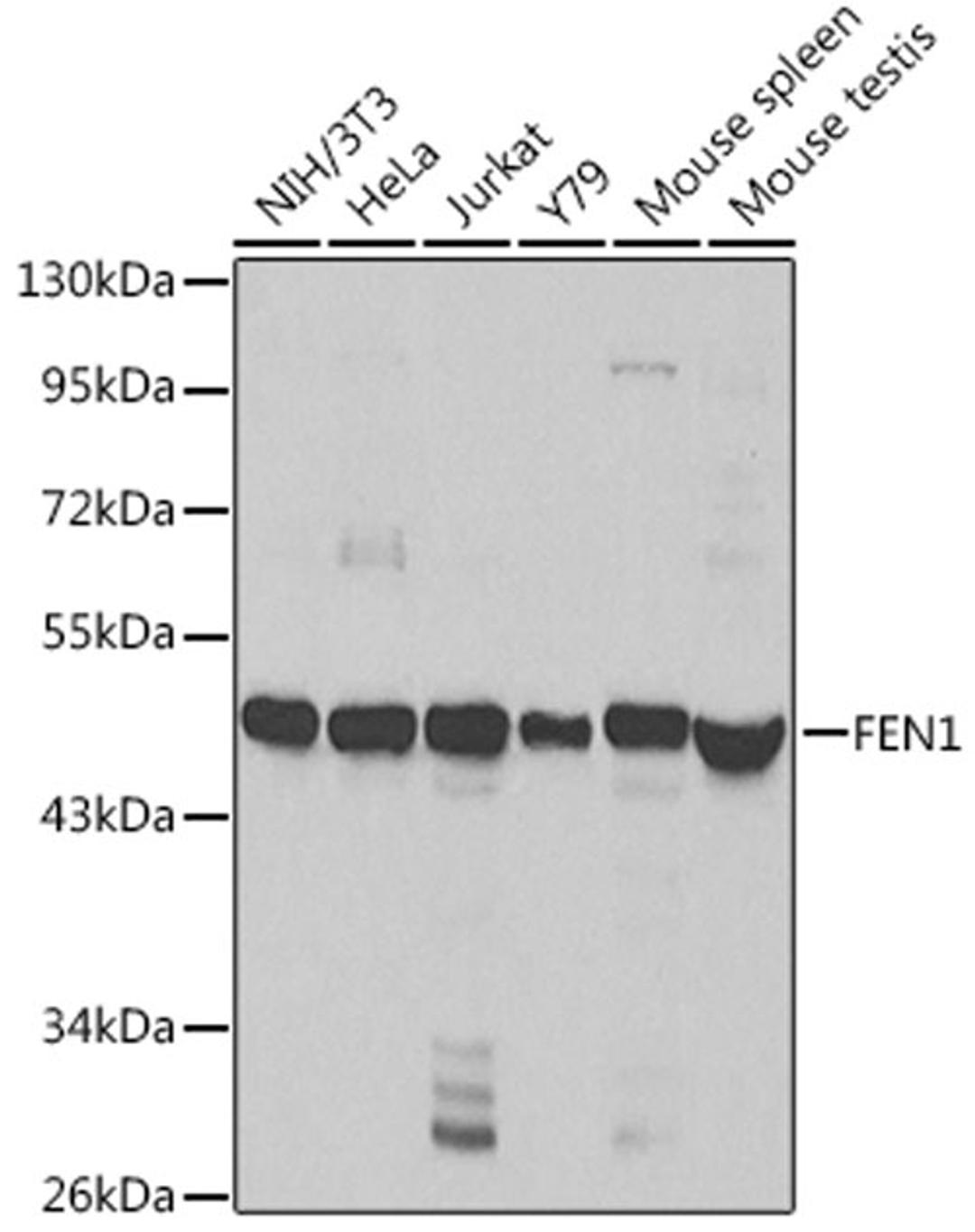 Western blot - FEN1 antibody (A1175)