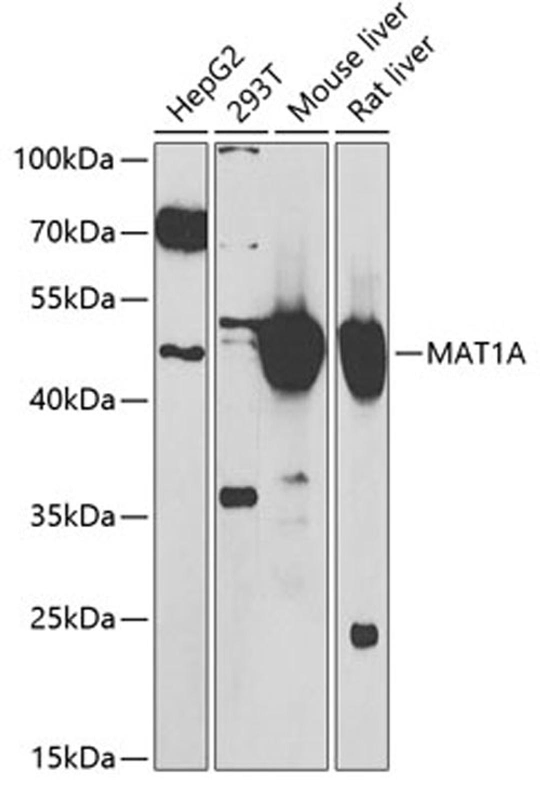 Western blot - MAT1A antibody (A6650)