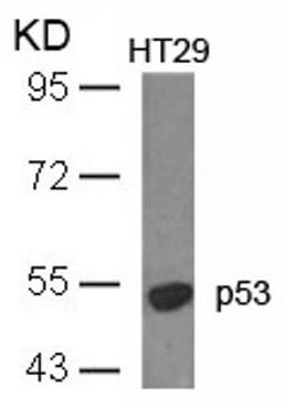 Western blot analysis of lysed extracts from HT29 cells using p53 (Ab-18).