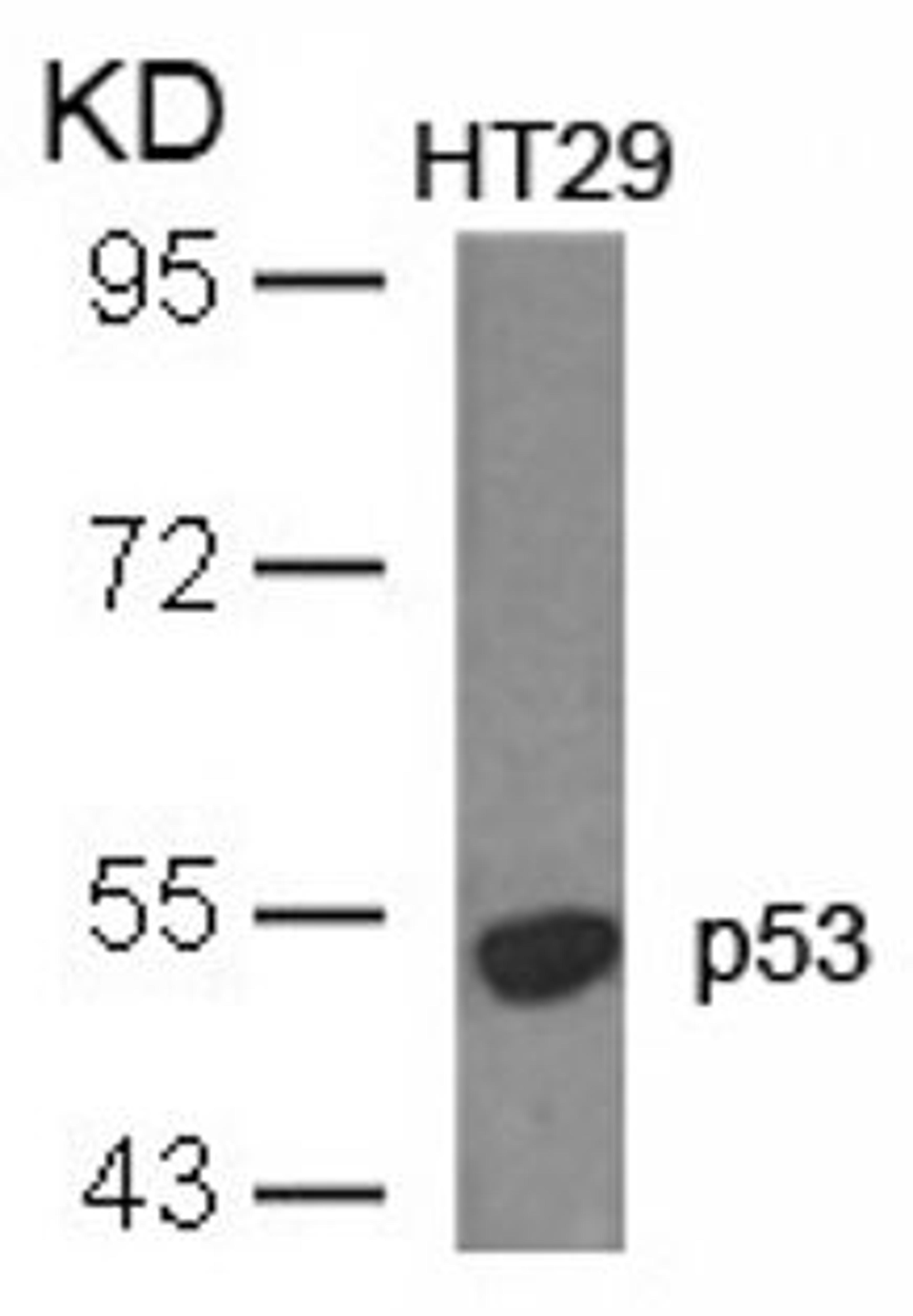 Western blot analysis of lysed extracts from HT29 cells using p53 (Ab-18).