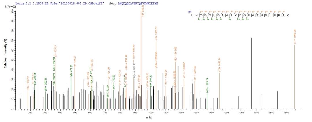 Based on the SEQUEST from database of Baculovirus host and target protein, the LC-MS/MS Analysis result of CSB-BP614529HU could indicate that this peptide derived from Baculovirus-expressed Homo sapiens (Human) CAPRIN1.