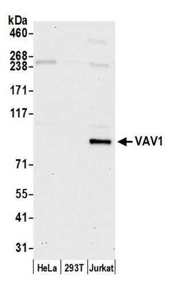 Detection of human VAV1 by WB.