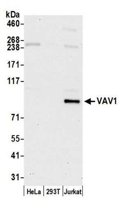 Detection of human VAV1 by WB.