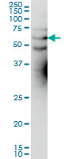 Western blot analysis of KCNA3 expression in HeLa using Mouse anti Human KCNA3:Azide Free (MCA3212Z)