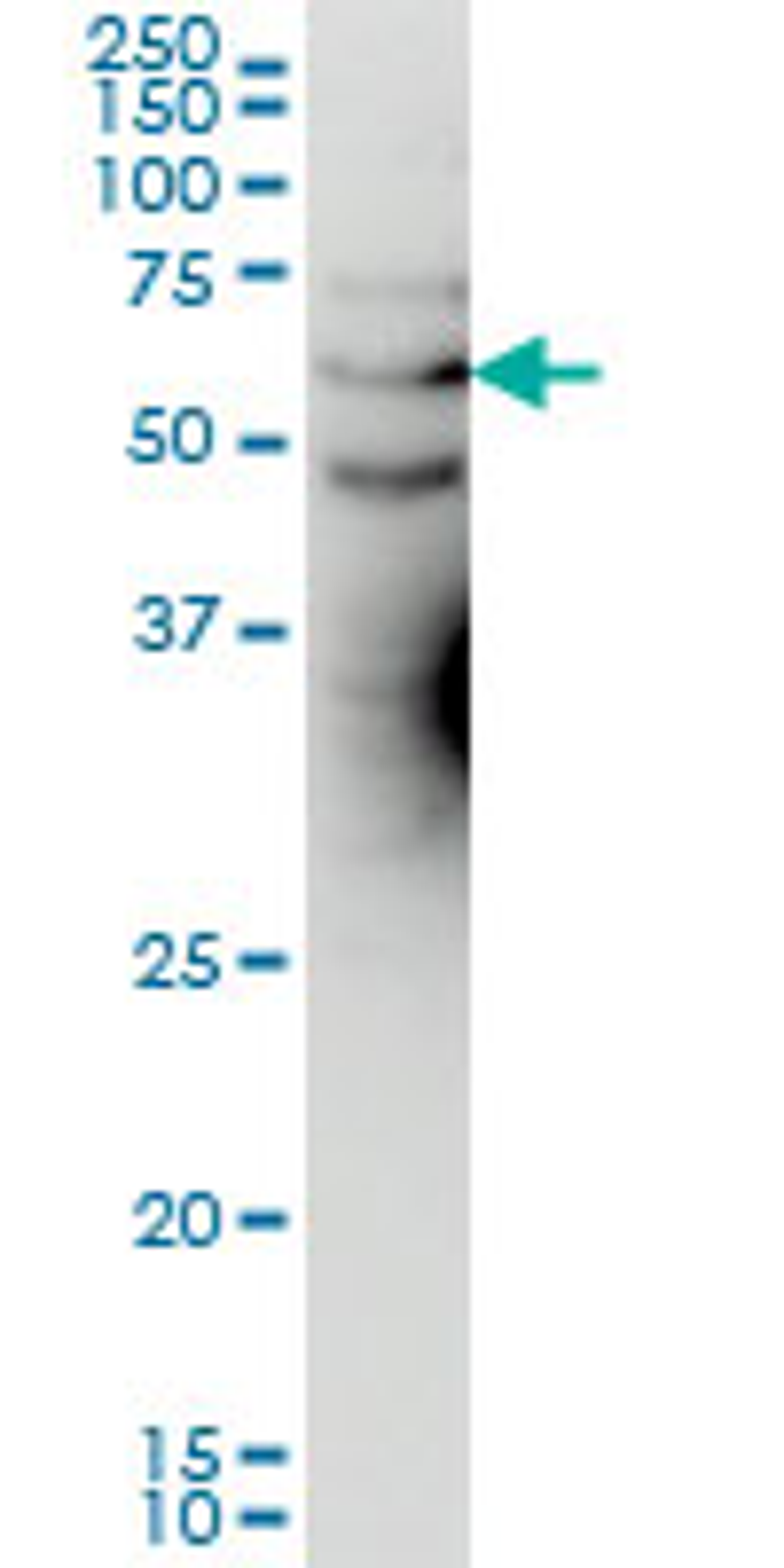 Western blot analysis of KCNA3 expression in HeLa using Mouse anti Human KCNA3:Azide Free (MCA3212Z)