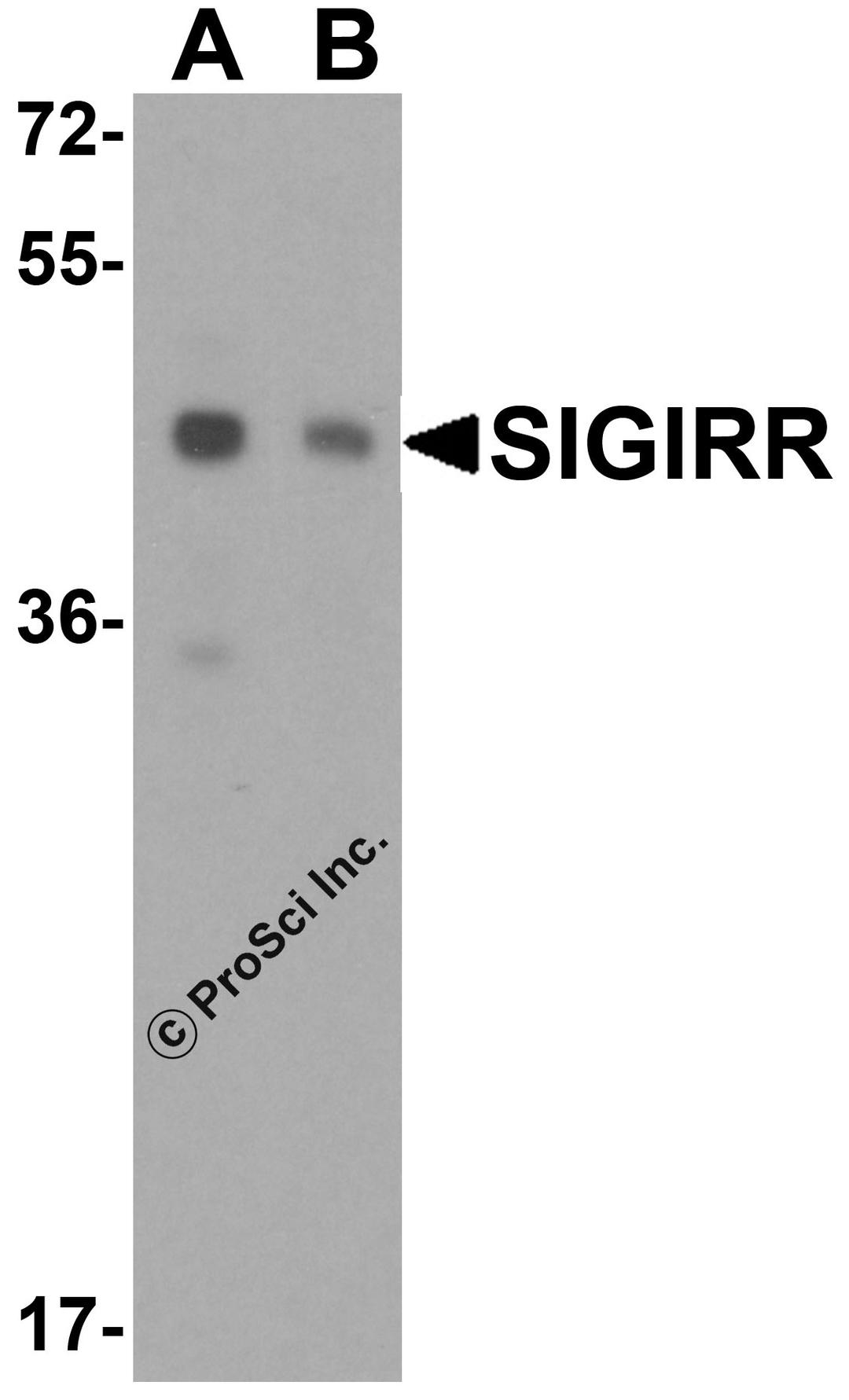 Western blot analysis of SIGIRR expression in (A) A549 and (B) MCF7 cell lysate with SIGIRR antibody at 1 μg/ml.