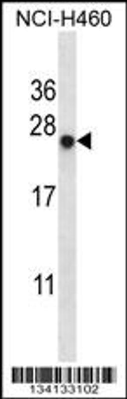 Western blot analysis in NCI-H460 cell line lysates (35ug/lane).