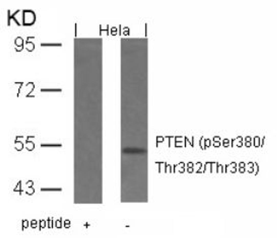 Western blot analysis of lysed extracts from HeLa cells using PTEN (Phospho-Ser380/Thr382/Thr383).