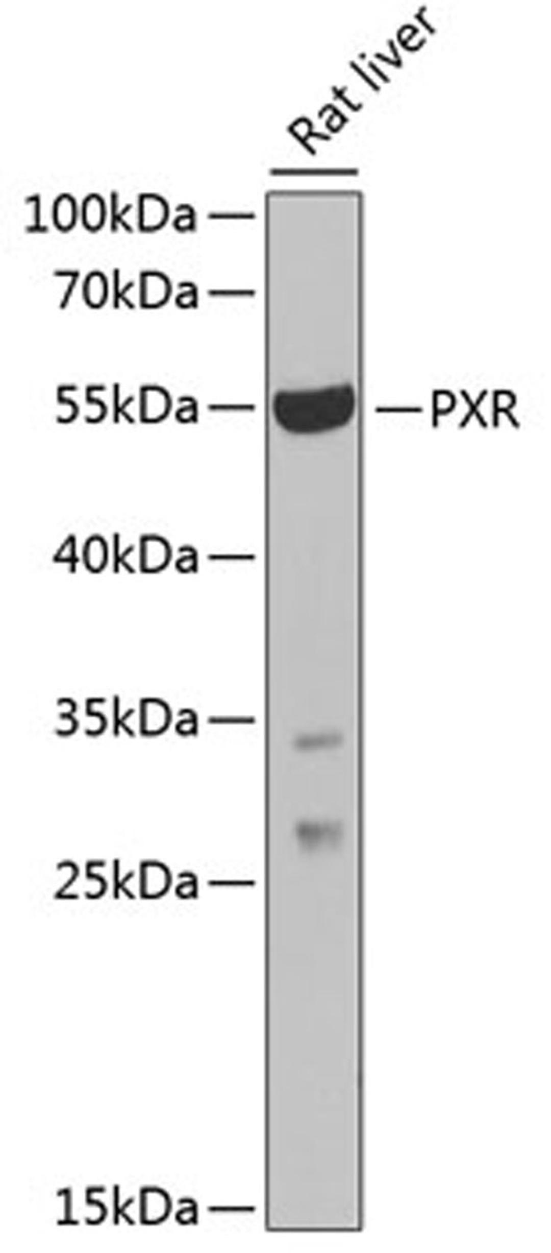 Western blot - PXR antibody (A1583)