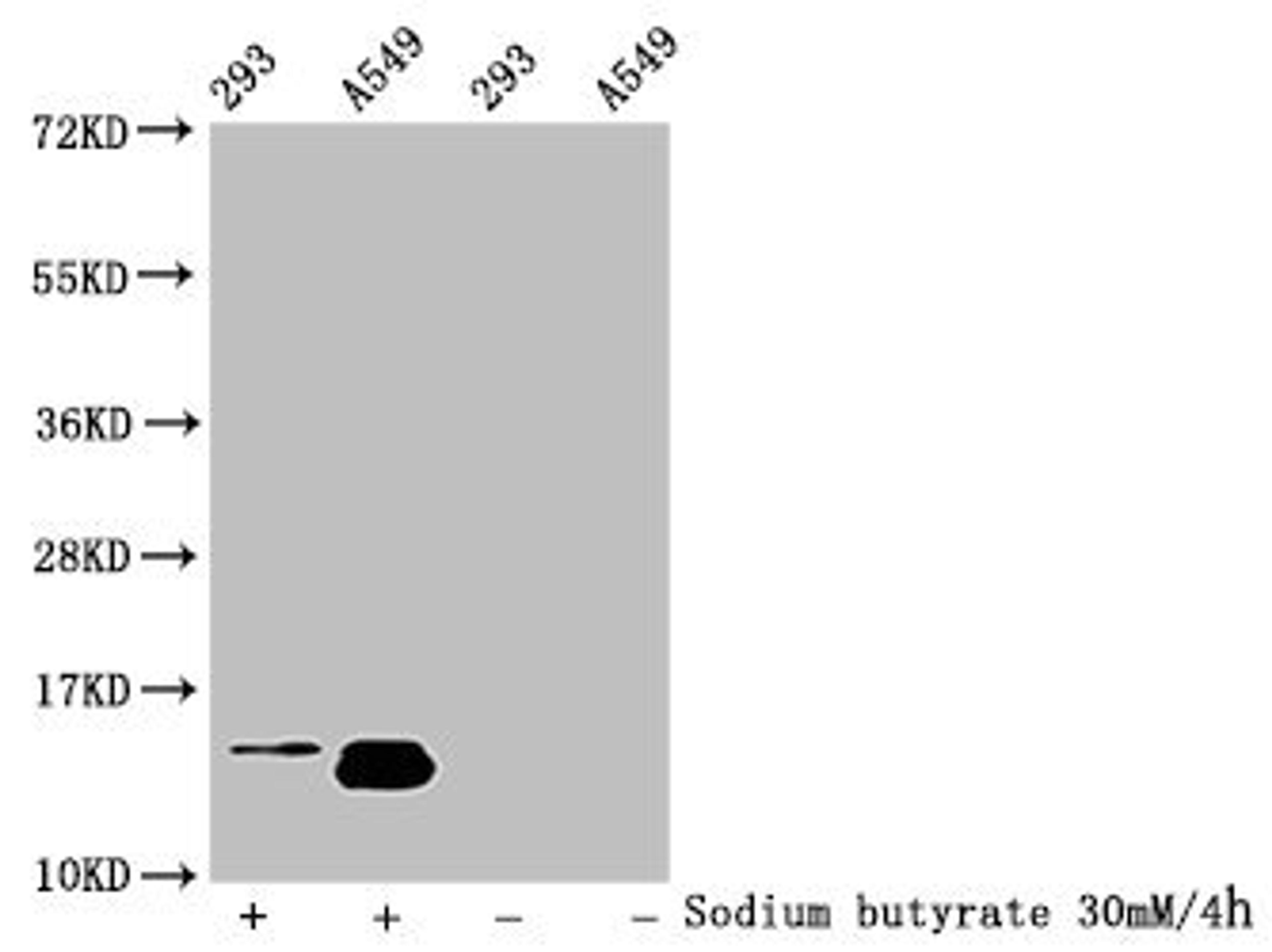 Western Blot. Detected samples: 293 whole cell lysate, A549 whole cell lysate; Untreated (-) or treated (+) with 30mM sodium butyrate for 4h. All lanes: HIST1H2BC antibody at 1:100. Secondary. Goat polyclonal to rabbit IgG at 1/50000 dilution. Predicted band size: 14 kDa. Observed band size: 14 kDa