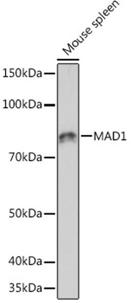 Western blot - MAD1 Rabbit mAb (A5098)