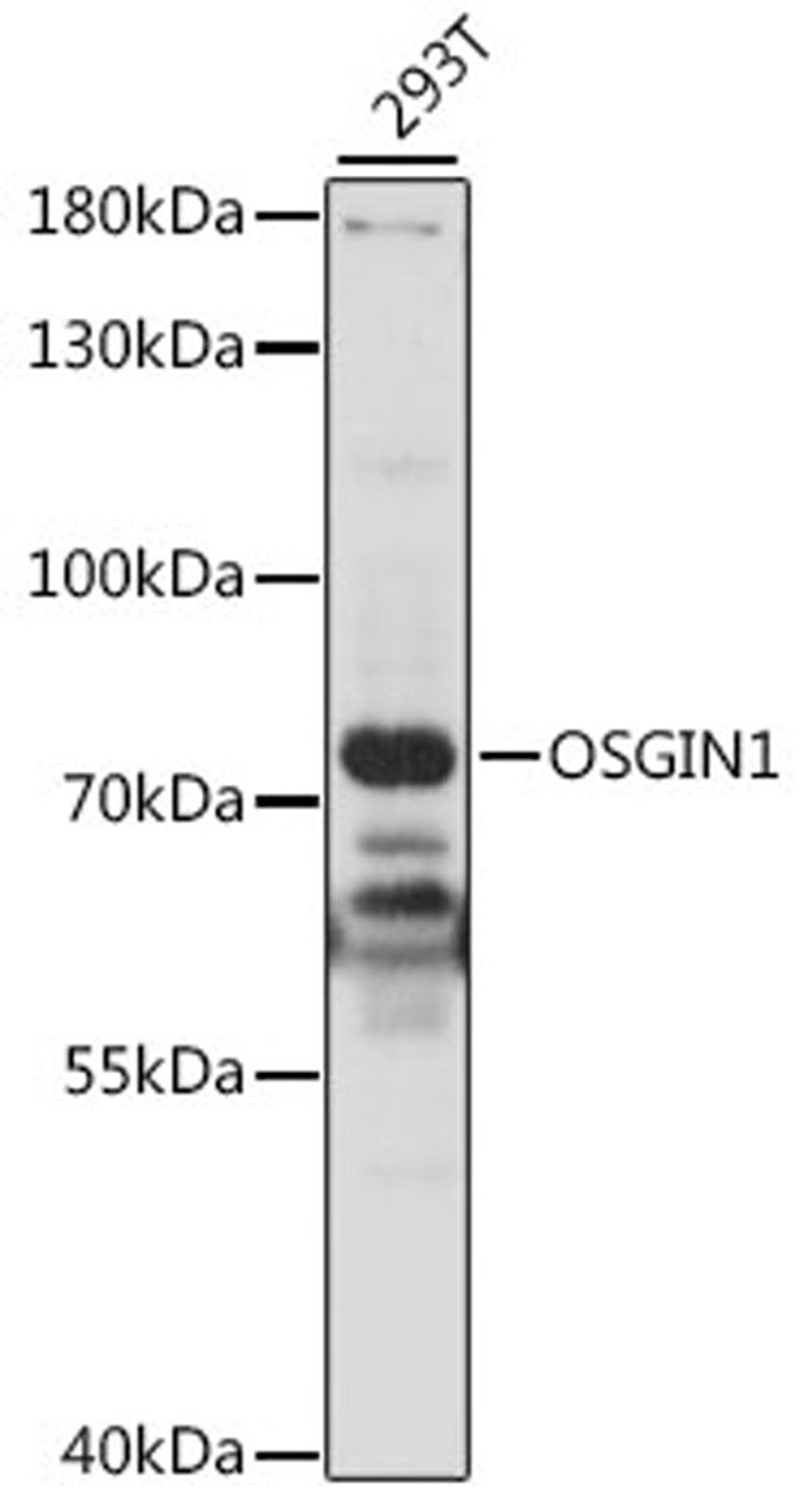 Western blot - OSGIN1 antibody (A15826)