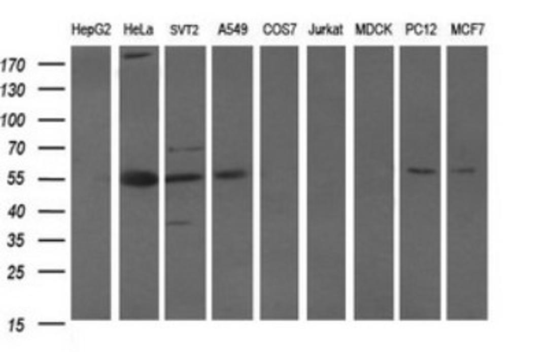 Western Blot: POU5F1P1 Antibody (7H1) [NBP2-45376] - Analysis of extracts (35ug) from 9 different cell lines. (HepG2: human; HeLa: human; SVT2: mouse; A549: human; COS7: monkey; Jurkat: human; MDCK: canine; PC12: rat; MCF7: human).