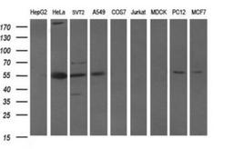 Western Blot: POU5F1P1 Antibody (7H1) [NBP2-45376] - Analysis of extracts (35ug) from 9 different cell lines. (HepG2: human; HeLa: human; SVT2: mouse; A549: human; COS7: monkey; Jurkat: human; MDCK: canine; PC12: rat; MCF7: human).