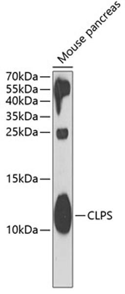 Western blot - CLPS antibody (A6364)