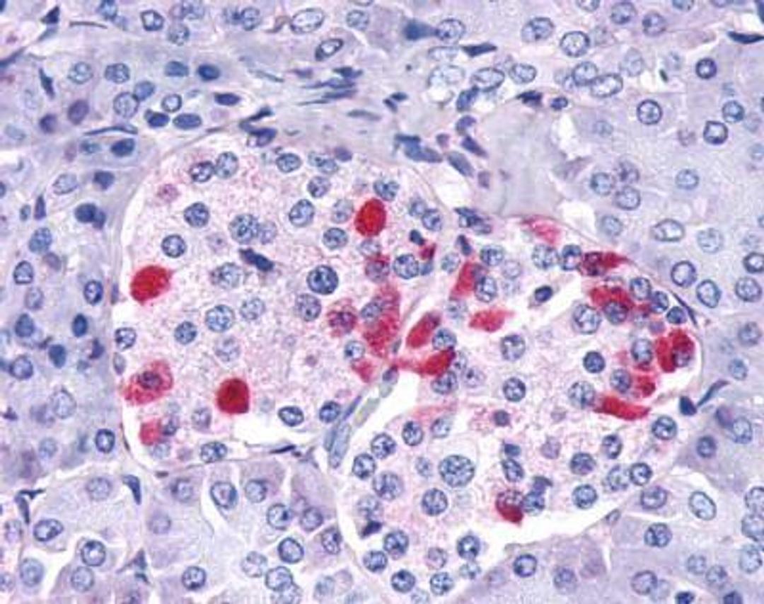 Immunohistochemistry-Paraffin: GIPR Antibody [NLS3842] - Analysis of anti-GIPR / GIP Receptor antibody with human pancreas, Islet of Langerhans.