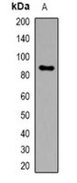 Western blot analysis of mouse kidney (Lane1) whole cell lysates using FAM48A antibody