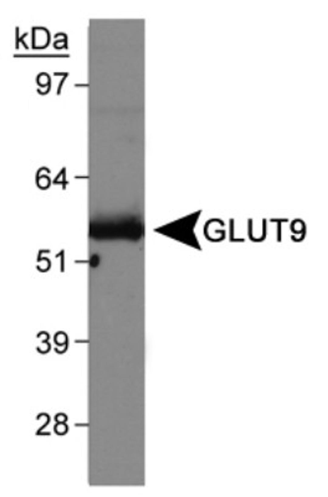 Western Blot: GLUT9 Antibody [NBP1-06271] - Detection of GLUT9 in mouse kidney membrane using NBP1-06271.