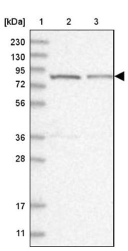 Western Blot: SCLT1 Antibody [NBP1-93891] - Lane 1: Marker [kDa] 230, 130, 95, 72, 56, 36, 28, 17, 11<br/>Lane 2: Human cell line RT-4<br/>Lane 3: Human cell line U-251MG sp