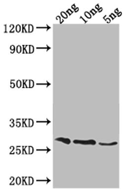 Western Blot. Positive WB detected in Recombinant protein. All lanes: OGG1 antibody at 1:2000. Secondary. Goat polyclonal to rabbit IgG at 1/50000 dilution. Predicted band size: 27.4 kDa. Observed band size: 29 kDa. 